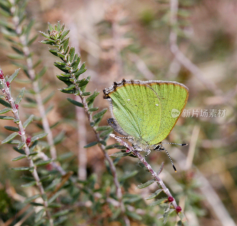 绿纹蝶(Callophrys rubi)